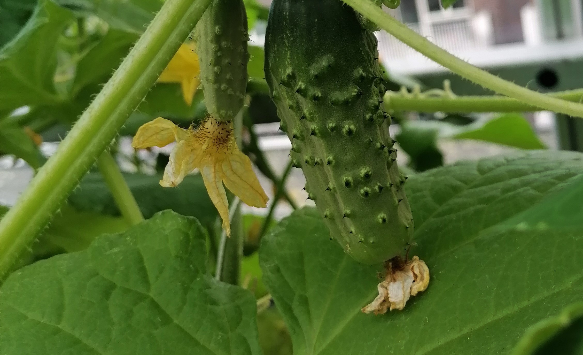 growing cucumbers